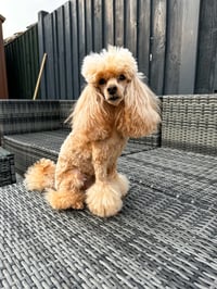 Darcy