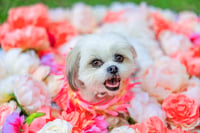 Trixie