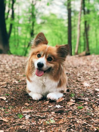 Watson