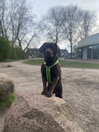Jane