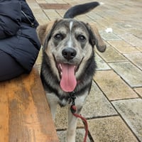 Finn