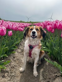 Heidi