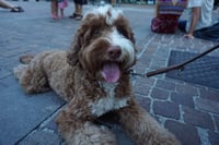 Ollie