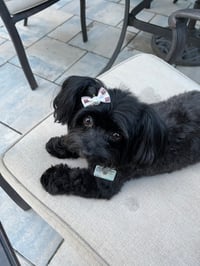 Phoebe
