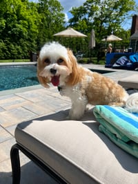 Oliver