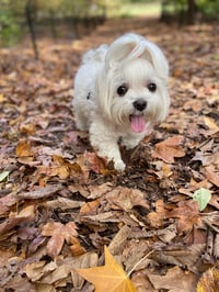 Lily Rose