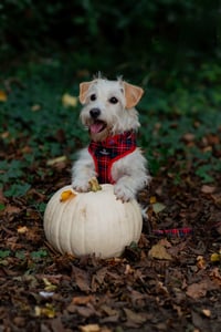 Bea