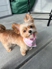 Evie