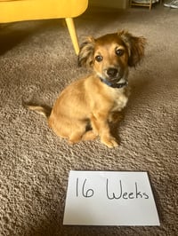 Nacho