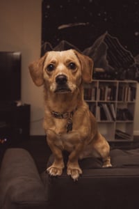Cooper