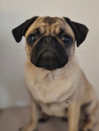 Dottie
