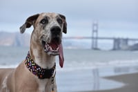 Nala