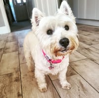 Ivy