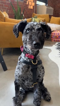 Ripley