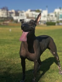 Maya