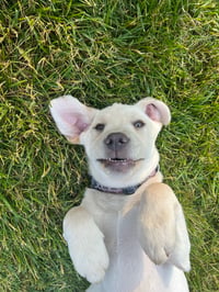 Tucker