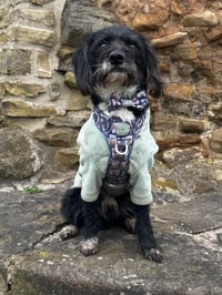 Douglas