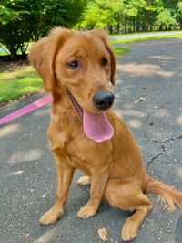 Stella