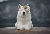 Sansa