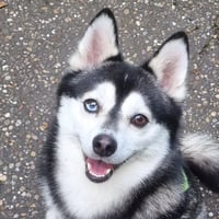 Finn