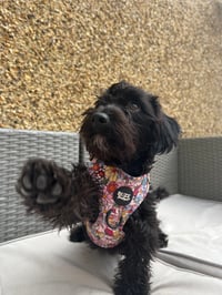 Lyla