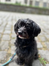Bella