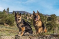 Remi and panzer