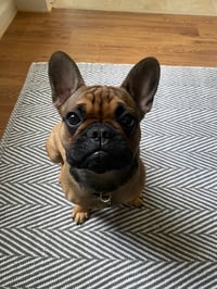 Otis