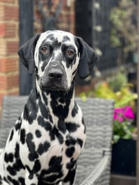 Darcy