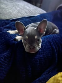 Bruce