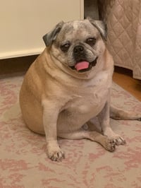 Gus
