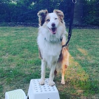 Cooper