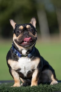 Max