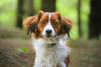 Scully