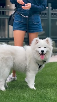 Zuzu