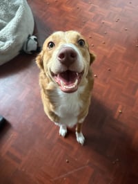Ginny