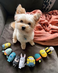Archie