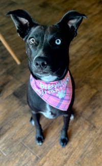 Zoya