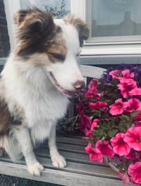 Cooper