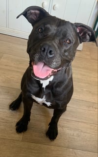 Laila