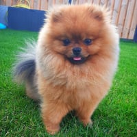 Balou