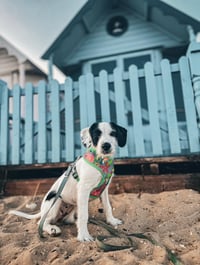 Bonnie