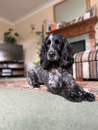 Dolly