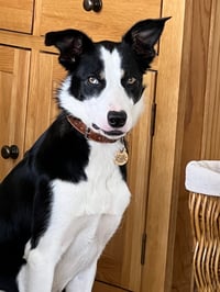 Orla