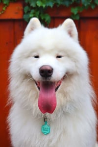 Kulfi