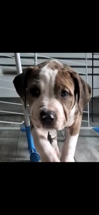 Kali