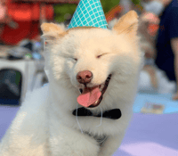 Wolfie