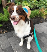 Odin