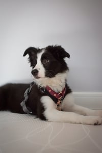 Poppy