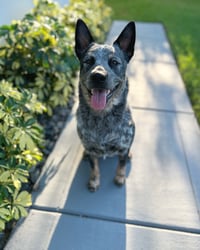 Gunnar